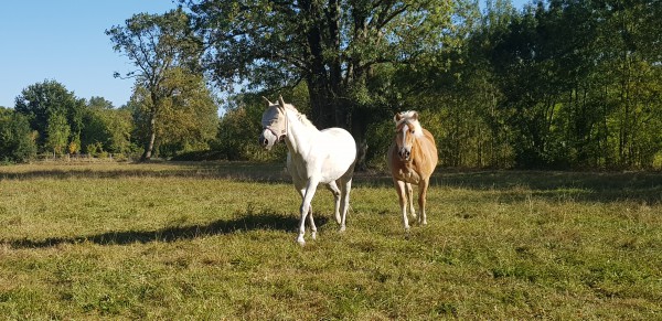 Pension pour chevaux dans la Charente (16)